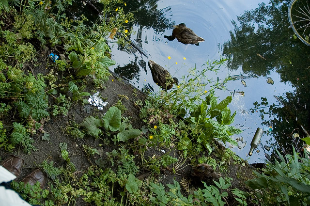 Duck Pond II